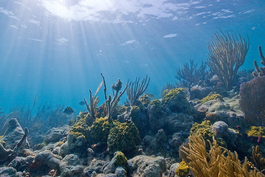 Exploring the Underwater Wonders of Biscayne National Park